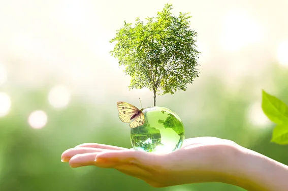 Eco origin / Green origin